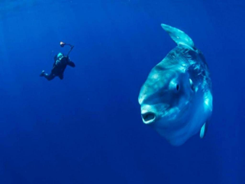 Tulamben Wreck Divers Resort & Restaurant מראה חיצוני תמונה